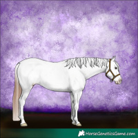 Horse Color:Bay Dun Appaloosa 