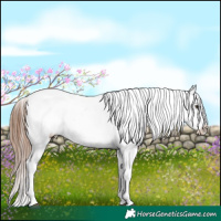 Horse Color:Red Dun Appaloosa 