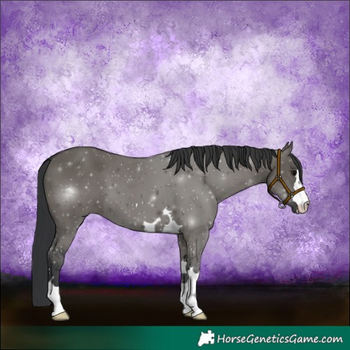Horse Color:Grullo 