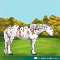 Horse Color:White Spotted Silver Brown Splash Appaloosa 