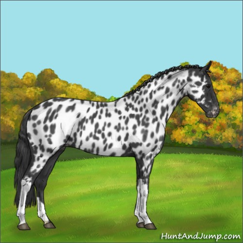 Horse Color:Blue Roan Appaloosa