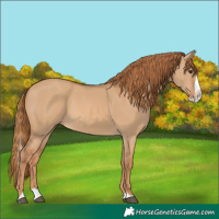 Horse Color:Red Dun Splash 