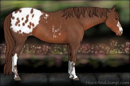 Horse Color:Liver Chestnut Appaloosa 