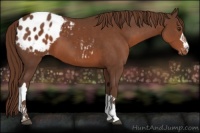 Horse Color:Liver Chestnut Appaloosa 