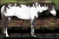 Horse Color:White Spotted Liver Chestnut Frame