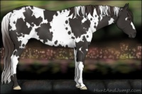 Horse Color:White Spotted Liver Chestnut