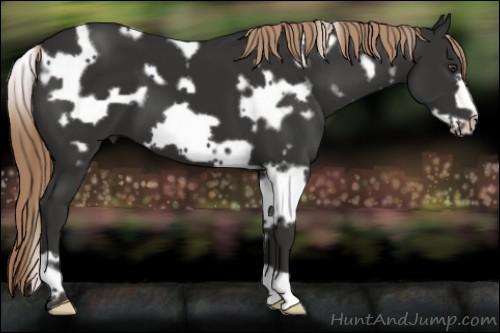 Horse Color:White Spotted Liver Chestnut Frame 