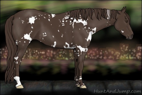 Horse Color:White Spotted Liver Chestnut 