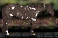 Horse Color:White Spotted Liver Chestnut 