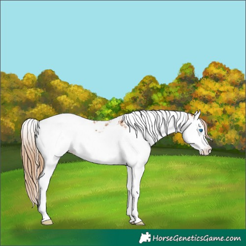 Horse Color:Chestnut Splash Tobiano  and Chestnut Splash Tobiano 