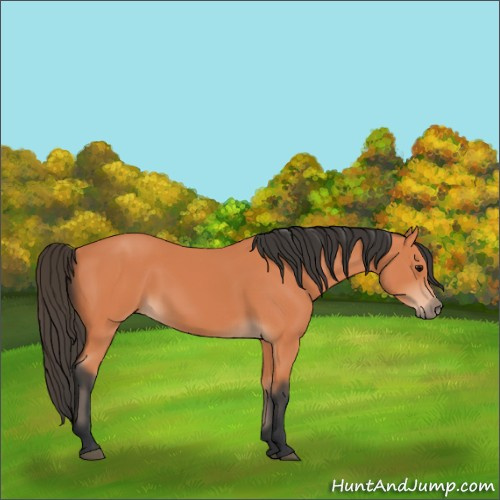 Horse Color:Bay 