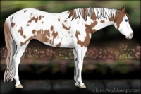 Horse Color:Bay Splash Tobiano Appaloosa  and Chestnut Splash Tobiano Appaloosa 