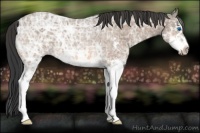 Horse Color:White Spotted Bay Ice Splash 