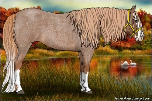 Horse Color:Red Roan Splash 