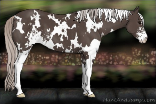 Horse Color:White Spotted Silver Black Sabino 