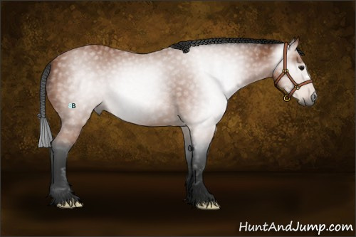 Horse Color:Gray Bay 