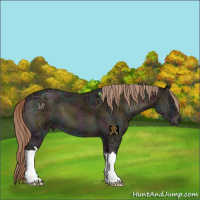 Horse Color:Midnight Chocolate Palomino Ice Onyx 