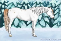 Horse Color:Chestnut Splash Tobiano and Gold Champagne Splash Tobiano