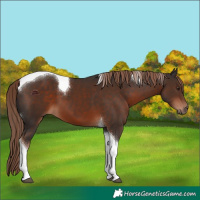 Horse Color:Liver Chestnut Tobiano 