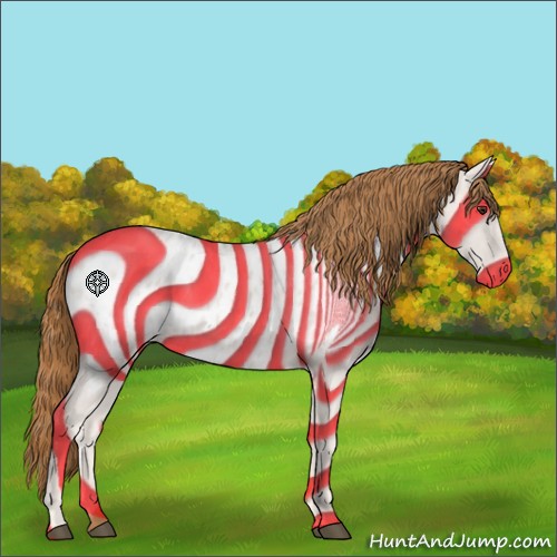 Horse Color:Red Roan Appaloosa 