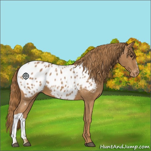 Horse Color:Chestnut Appaloosa
