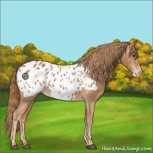 Horse Color:Chestnut Appaloosa