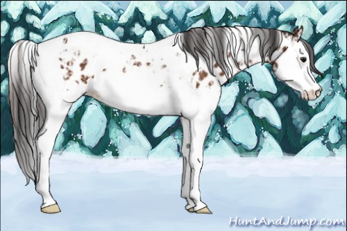 Horse Color:Bay Splash Tobiano Appaloosa  and Bay Splash Tobiano Appaloosa 
