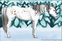 Horse Color:Bay Splash Tobiano Leopard  and Bay Splash Tobiano Near Leopard 