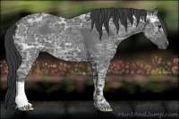Horse Color:Blue Ice Roan 