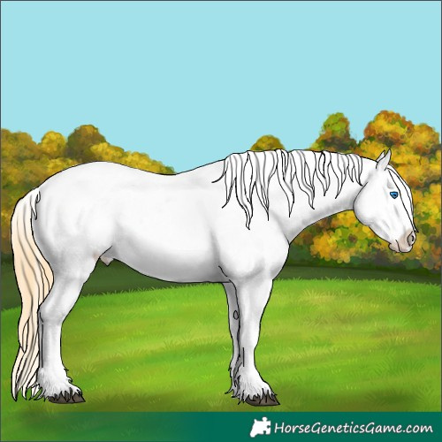 Horse Color:Smoky Blue Roan Frame Appaloosa 
