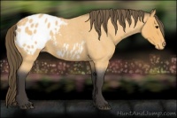 Horse Color:Buckskin Roan Blanket 