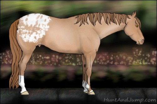 Horse Color:Bay Roan Pearl Appaloosa 