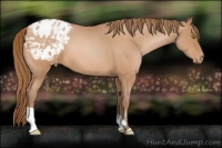 Horse Color:Bay Roan Pearl Appaloosa 