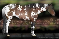 Horse Color:White Spotted Brown Appaloosa Rabicano 