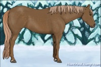 Horse Color:Chocolate Palomino 