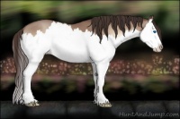 Horse Color:Classic Champagne Roan Onyx Splash