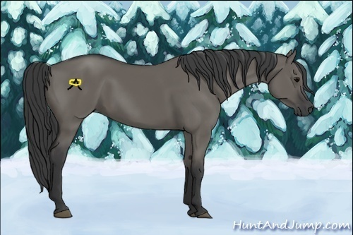 Horse Color:Grullo 