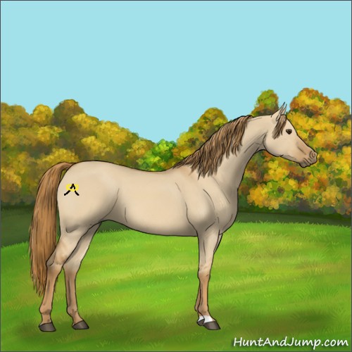 Horse Color:Red Dun 