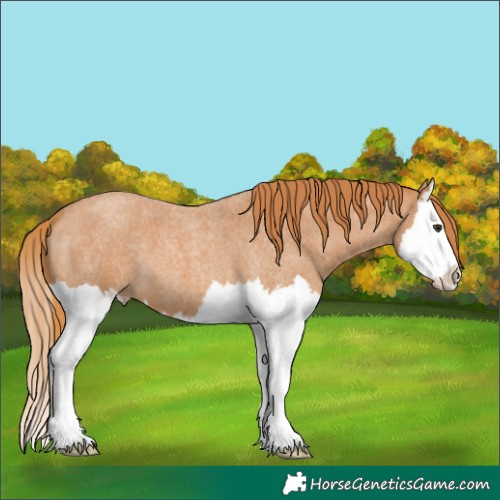 Horse Color:Red Roan Splash 