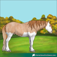 Horse Color:Red Roan Splash 