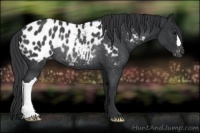 Horse Color:Black Blanket Rabicano 