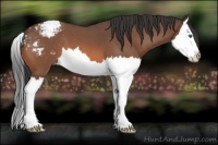 Horse Color:Bay Roan Splash Varnish