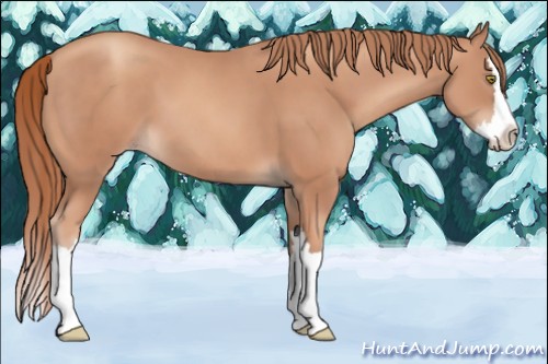 Horse Color:Gold Champagne Splash