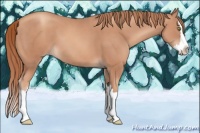 Horse Color:Gold Champagne Splash 