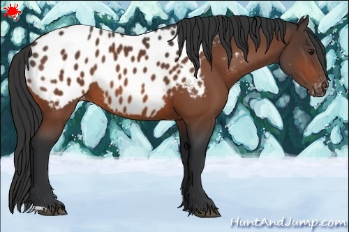 Horse Color:Bay Appaloosa 