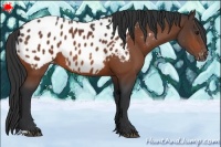 Horse Color:Bay Appaloosa