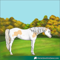 Horse Color:Chestnut Splash Tobiano  and Palomino Splash Tobiano 