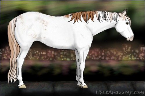 Horse Color:Chestnut Sabino Varnish