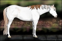 Horse Color:Chestnut Sabino Varnish
