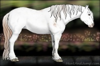 Horse Color:Chestnut Sabino Appaloosa 